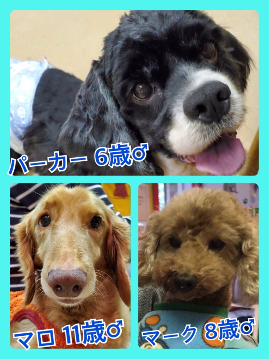 🐾今日の里親様募集中ワンコ🐶メンバーです🐾2019,11,27